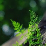 Жизнь без химии — это просто🌿